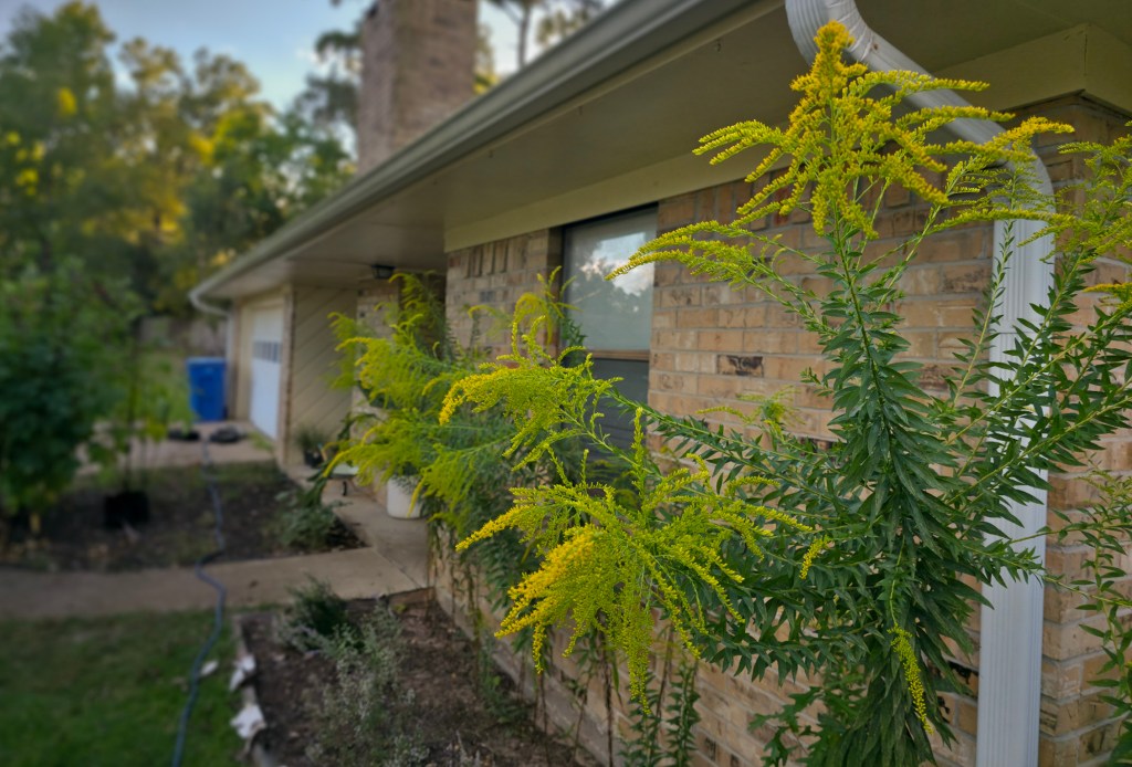 Summer of the Tall&nbsp;Goldenrod